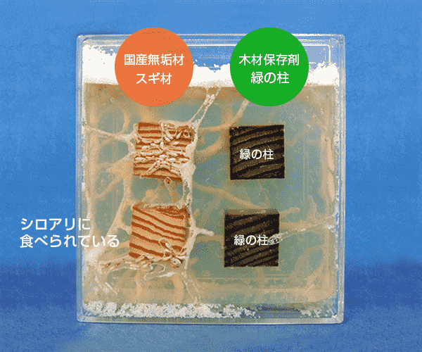 緑の柱を入れたディスプレイの中でシロアリに食べられない写真