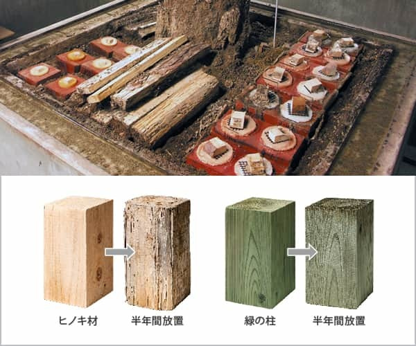 シロアリ飼育室にて実験を行っている写真