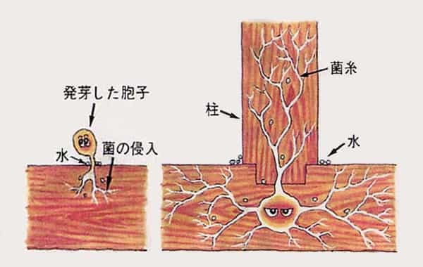 腐朽菌のイメージイラスト
