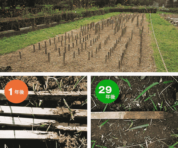 筑波森林総合研究所での野外試験の様子(ヒノキ材、緑の柱を敷地に設置)